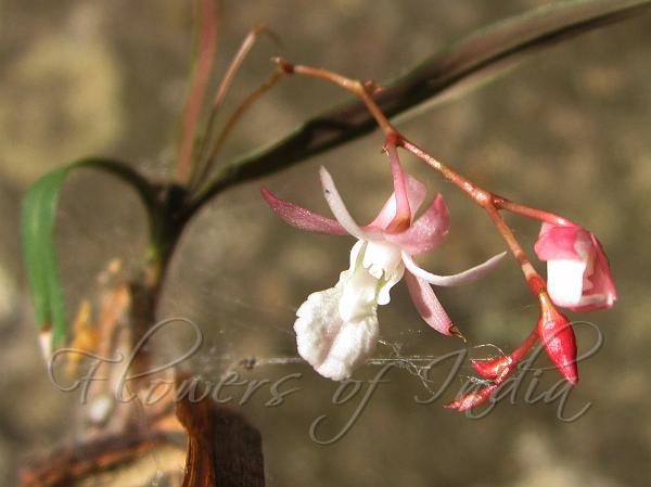 Pinkish-White Dendrobium