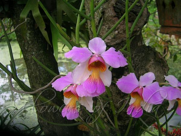 Pipeleaf Vanda
