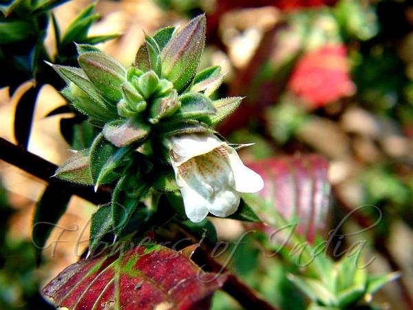 Pointed-Leaf Scaly-Ball