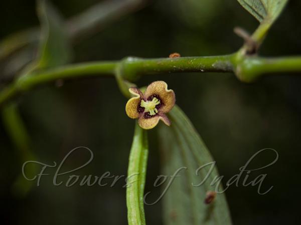 Ponmudi Bowl-Flower