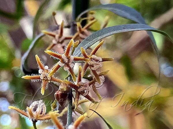 Pretty-Leaved Silkflower Vine