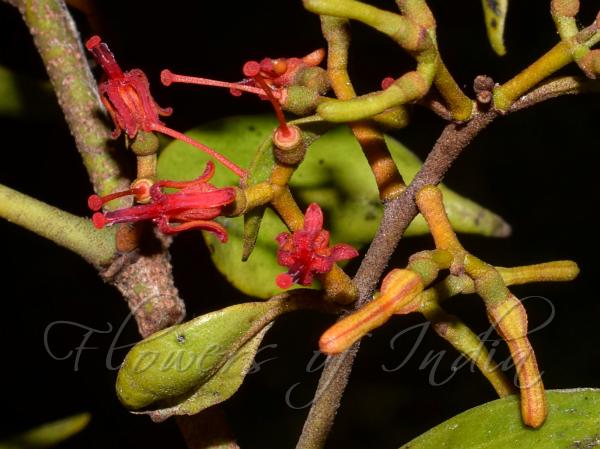 Privet Mistletoe