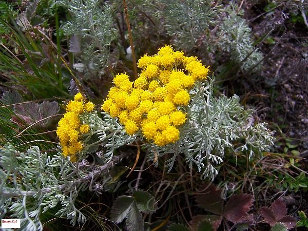 Prostrate Tansy