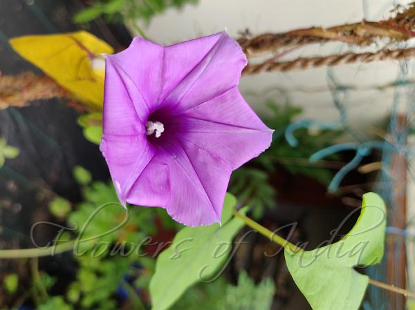 Purple Moonflower