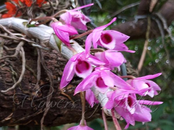 Purple-Petal Dendrobium