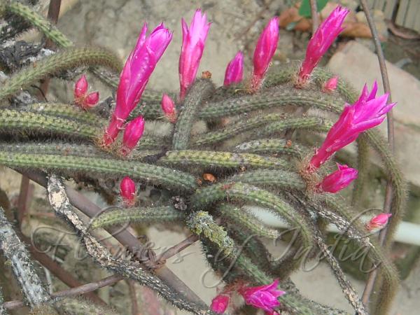 Rat-Tail Cactus