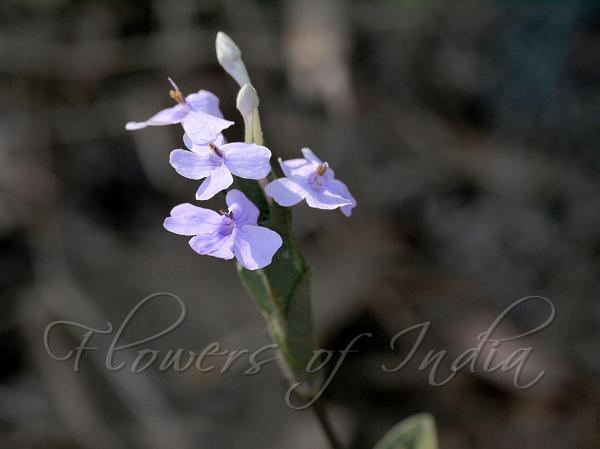 Ratnagiri Eranthemum