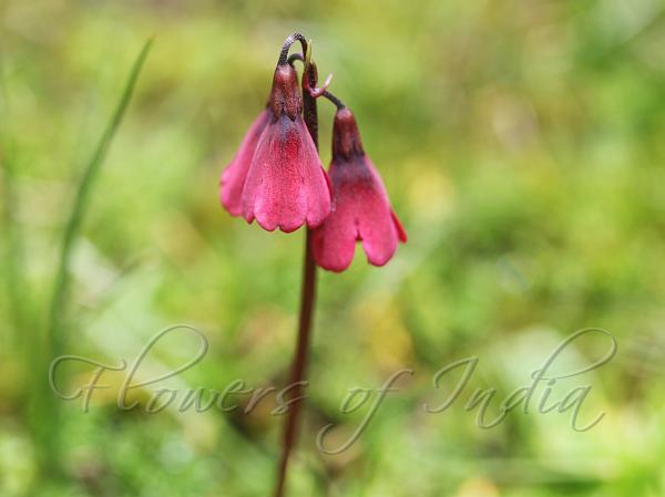 Red Himalayan Primrose
