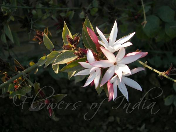 Red Star Jasmine