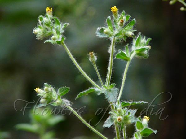 River Knob-Bush
