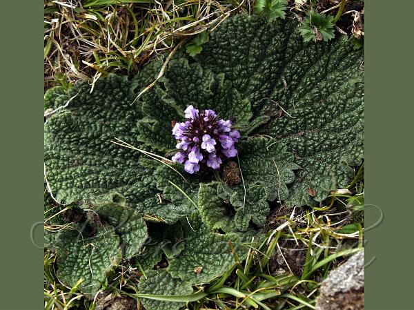 Rosette Torchwort
