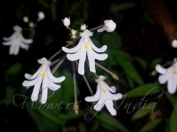 Roundleaf Balsam