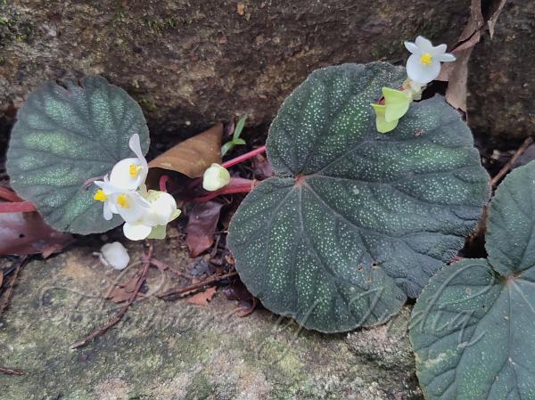 Roundleaf Begonia