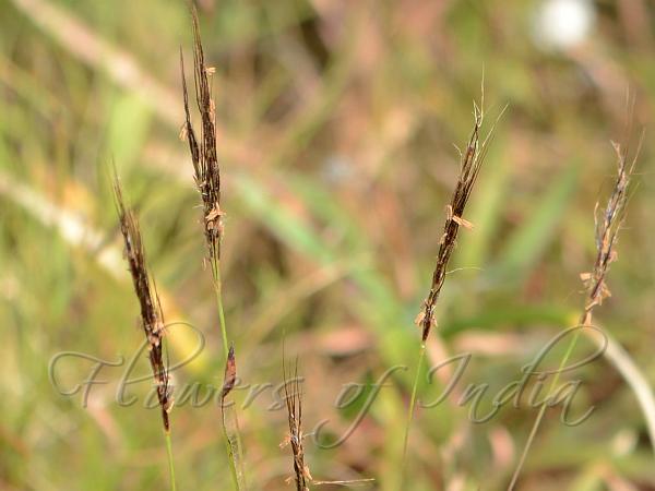 Shrirang Eulalia Grass