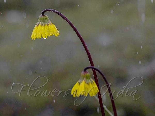 Sikkim Drooping-Daisy