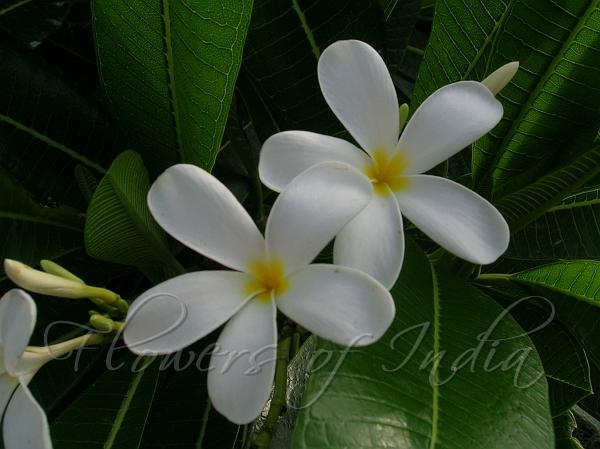 Singapore Frangipani