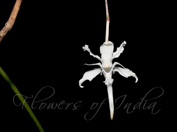 Single-Flowered Butterfly Orchid