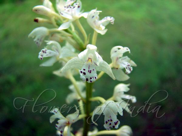 Small Flowered Oreorchis