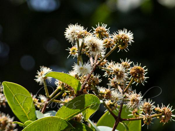 South Indian Black Plum