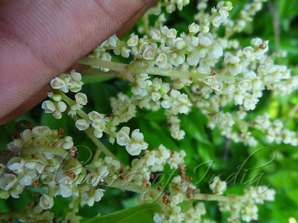 South-Asian Honey Sweet Tree