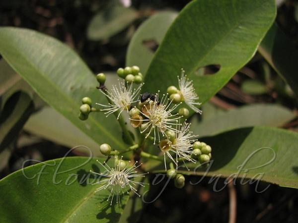South-Indian Waterberry