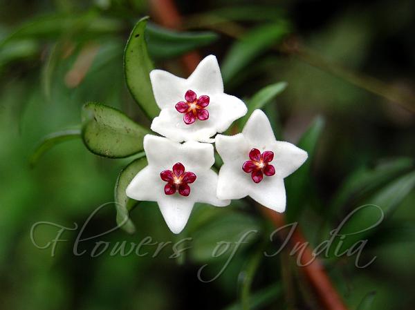 Indian Flower