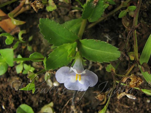 Sparrow Bog-Herb