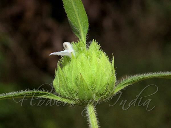 Spherical Slitwort