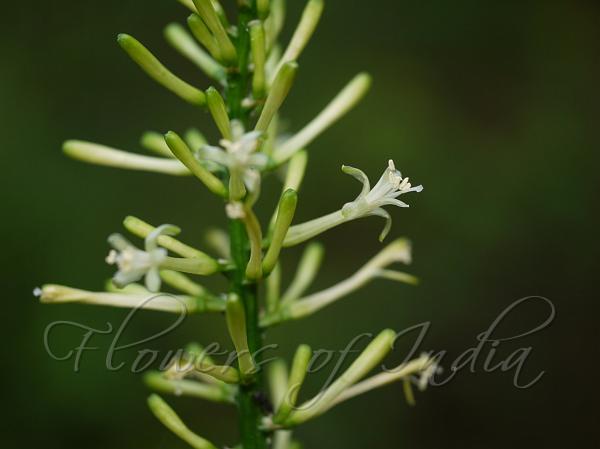 Spiked Dracena