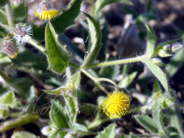 Spiny-Leaf Knob-Bush