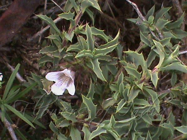Spiny-Leaf Scaly-Ball