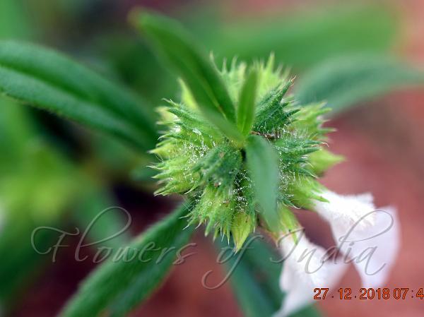 Spreading Slitwort
