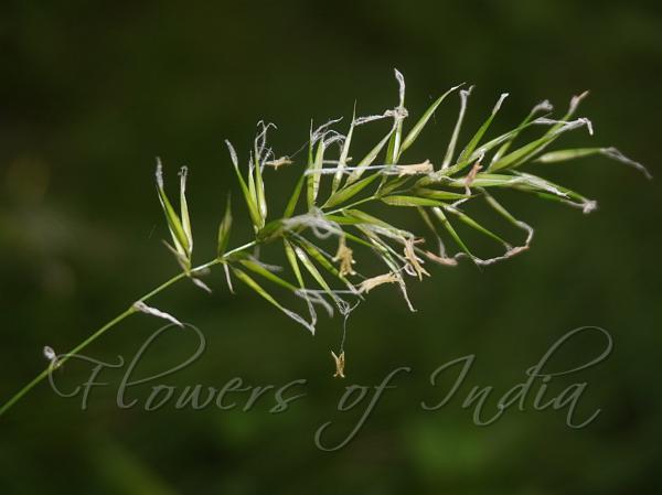 Sweet Vernal Grass