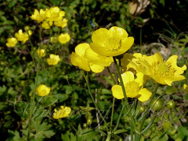 Tall Himalayan Buttercup