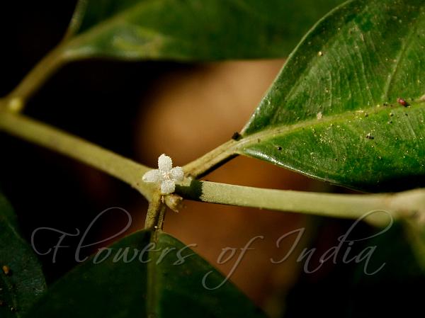 Tapering-Leaf Wool-Flower