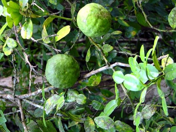 Thai Lime