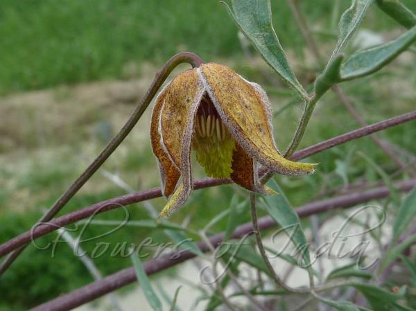 Tibetan Clematis