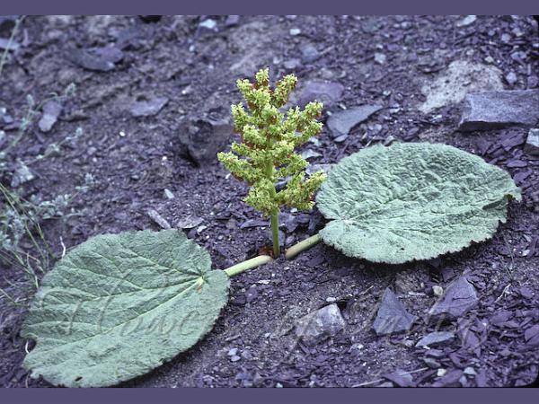 Tibetan Rhubarb