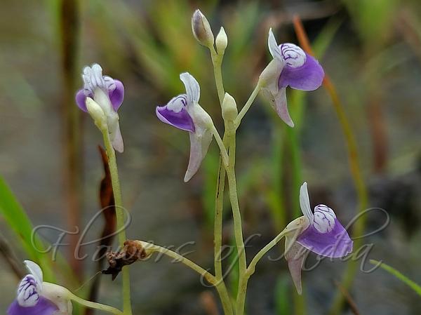 Tiny Blue Bladderwort