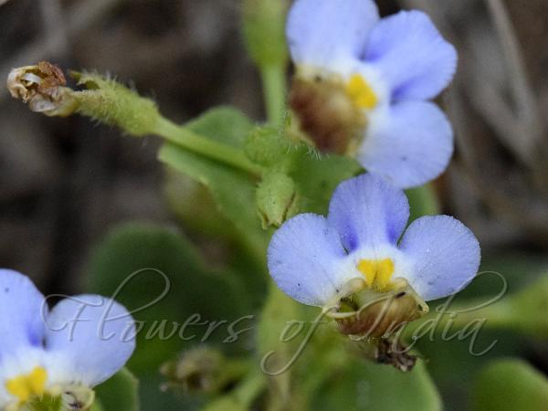 Tiny Bog-Herb
