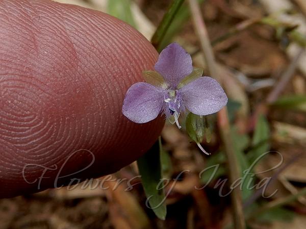 Tiny Dewflower