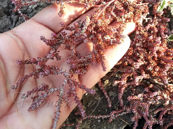 Tiny-Flower Knotweed