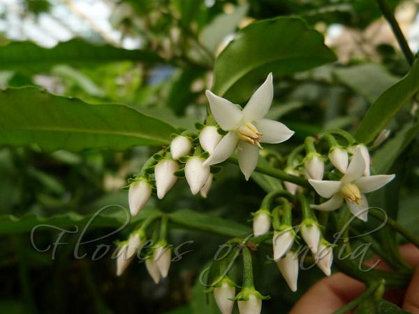 Toothed-Leaf Coralberry