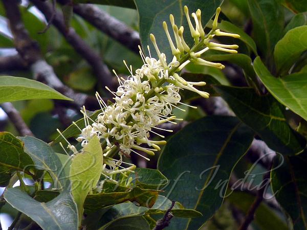 Toothed-Leaf Featherwood