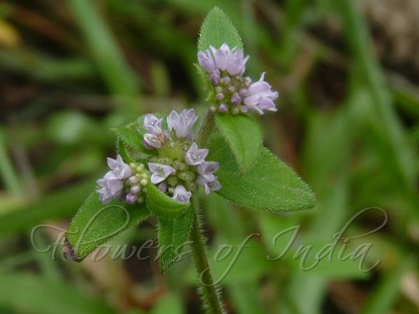 Tripetal Starviolet