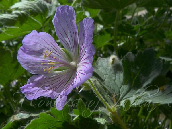 Tuberous Geranium