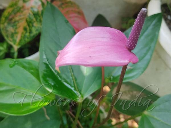 Tulip Anthurium