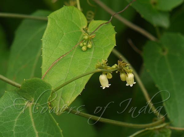 Umbelled Creeping Cucumber