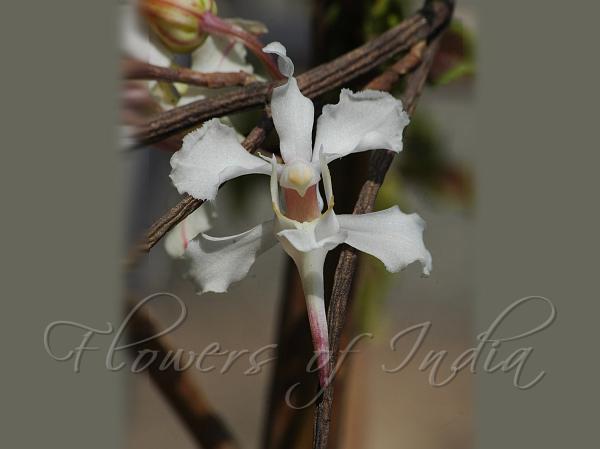 Vanda-Like Butterfly Orchid