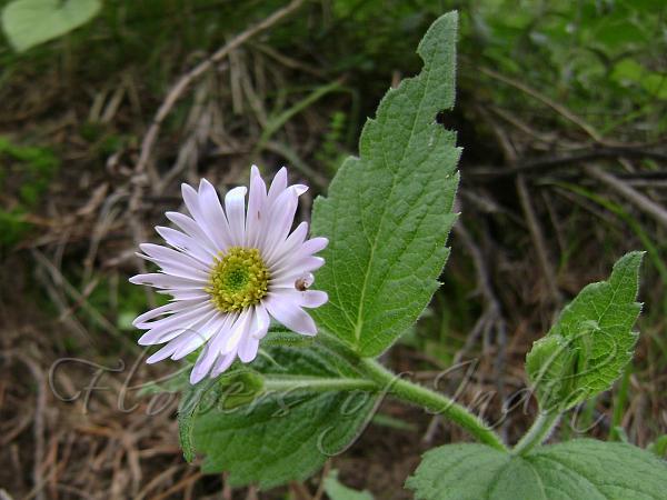 Veined-Leaf Senecio-Inula